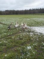 Koppel ganzen 7 stuks, Meerdere dieren, Gans of Zwaan