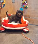 Australian labradoodle pups, Nederland, Overige rassen, 8 tot 15 weken, Meerdere