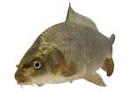 Gezocht karper, Karper of Koi