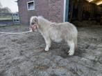 Schetlander Merrie veulens, Dieren en Toebehoren, Merrie, Niet van toepassing, 0 tot 2 jaar, A pony (tot 1.17m)