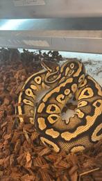 Pastel Mojave HET pied. +/- 250G vrouw, Dieren en Toebehoren, Reptielen en Amfibieën, Slang, 0 tot 2 jaar