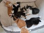 Kittens zoeken nieuw baasje, Dieren en Toebehoren, Meerdere dieren, Kortharig, 0 tot 2 jaar