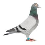 Original Paul Huls -Sohn "Power Women" (Willy Daniels), Mannelijk, Postduif