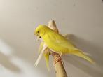 Kanaries | Tropische vogel | Passend advies, Meerdere dieren, Kleurkanarie