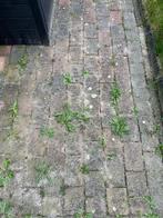 Klinkers gratis af te halen vanaf juni, Tuin en Terras, Ophalen, Gebruikt, Klinkers, 10 m² of meer