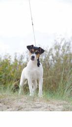 Parson rasel terjar, Dieren en Toebehoren, Honden | Poolhonden, Keeshonden en Oertypen, Fokker | Hobbymatig, Rabiës (hondsdolheid)