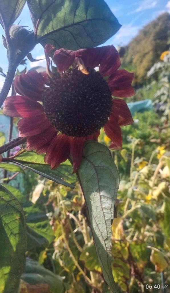 BiO zaden van rode zonnebloem, Tuin en Terras, Bloembollen en Zaden, Volle zon, Ophalen of Verzenden