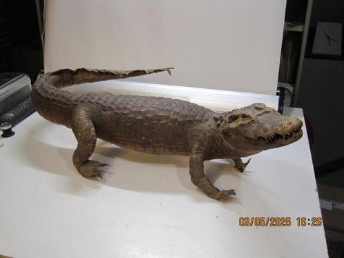 opgezette krokodil jaren 60 lengte 80-120 cm (341), Verzamelen, Dierenverzamelingen, Gebruikt, Opgezet dier, Reptiel of Amfibie