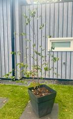 Jonge berk in pot - 1,5 m hoog, Tuin en Terras, Planten | Bomen, Bloeit niet, Halfschaduw, Overige soorten, 100 tot 250 cm