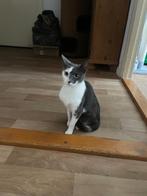 Opzoek naar een liefdevol huisje, Poes