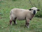 Hampshire Down Ram zwoegervrij en ARR/ARR + getest.(NSFO), Dieren en Toebehoren, Schapen, Geiten en Varkens, Mannelijk, Schaap