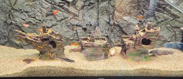 De boon aquarium schip beschikbaar voor biedingen