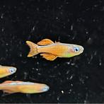 Pseudomugil luminatus, Dieren en Toebehoren, Vis