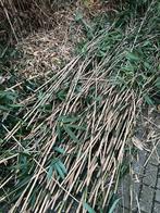 GRATIS Bamboe voor bv moestuin, Ophalen, Gebruikt, Minder dan 180 cm, Palen