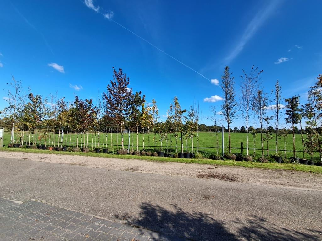 Groot assortiment bomen op voorraad!! Fruitbomen, laanbomen, Ophalen of Verzenden, Lente, Volle zon, Overige soorten