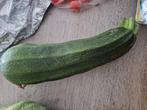 Courgette  verschillende soorten, Tuin en Terras, Bloembollen en Zaden, Ophalen, Voorjaar, Volle zon, Zaad