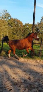 Te koop: Arabische volbloed ruin - 7 jaar - Terwolde, Minder dan 160 cm, Ruin, Zadelmak, Ontwormd