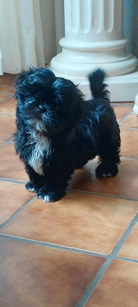 MOEDERDAG TIP. Raszuiver Shih tzu teefje., Dieren en Toebehoren, Honden | Chihuahua's en Gezelschapshonden, Teef, Overige rassen