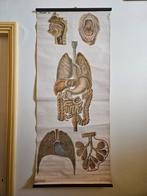 Grote linnen plaat met longen en spijsverteringskanaal, Antiek en Kunst, Ophalen of Verzenden
