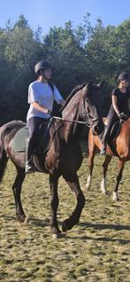 Verzorgster aangeboden, Dieren en Toebehoren, Ophalen of Verzenden