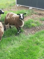 Bont ooilam, Dieren en Toebehoren, Schapen, Geiten en Varkens, Vrouwelijk, Schaap, 0 tot 2 jaar