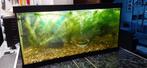 Te koop aquarium compleet 60x30x30, Dieren en Toebehoren, Ophalen, Zo goed als nieuw, Leeg aquarium