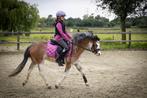 Blikvanger Welsh merrie, mooie kleur!, Dieren en Toebehoren, Merrie, B, Gechipt, Dressuurpony
