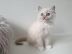 Kitten Lilac mink mitted, Dieren en Toebehoren, Katten en Kittens | Raskatten | Langhaar, Poes, Gechipt, 0 tot 2 jaar