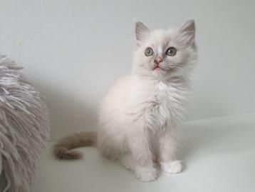 Kitten Lilac mink mitted beschikbaar voor biedingen