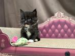 Ragdoll X Maine Coon kittens (Racoons), Dieren en Toebehoren, Katten en Kittens | Raskatten | Langhaar, Meerdere dieren, Gechipt