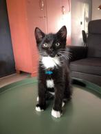 2 kittens te koop gaan samen weg. Een jongen en meisje., Dieren en Toebehoren, Katten en Kittens | Raskatten | Korthaar, Meerdere dieren