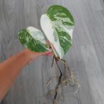 Monstera albo variegata mint bladeren gewortelde stek, Ophalen of Verzenden, Overige soorten, Minder dan 100 cm