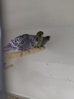 Blackface, Meerdere dieren, Parkiet, Geringd