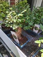Bonsai mix, Tuin en Terras, Planten | Bomen, Ophalen of Verzenden, Volle zon, Overige soorten, Minder dan 100 cm
