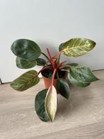 Philodendron pink bikini/birkin, Huis en Inrichting, Kamerplanten, Ophalen, Halfschaduw, Minder dan 100 cm