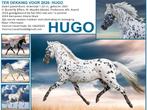 Appaloosa hengst ter dekking voor 2026, Hengst