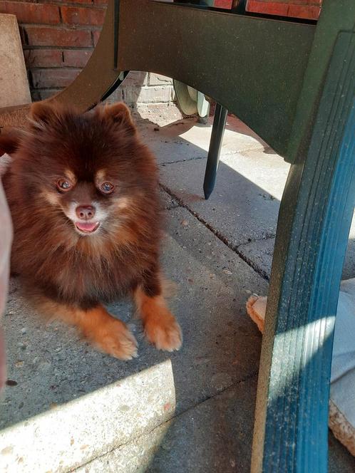 Pomeriaan Dekreu. Choco tan. (Niet te koop)., Dieren en Toebehoren, Honden | Dekreuen, Reu, Particulier, Eén hond, Buitenland