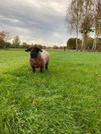 Prachtige stamboek Suffolk dekram, Dieren en Toebehoren, Mannelijk, Schaap, 3 tot 5 jaar