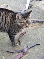 Gecastreerde Kater zoekt thuis, Dieren en Toebehoren, Katten en Kittens | Overige Katten, Kater, Kortharig, 6 jaar of ouder