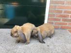 Franse Hangoor Konijnen jonge voedsters, Dieren en Toebehoren, Konijnen, Vrouwelijk, Groot, Hangoor