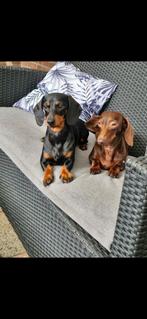 Kaninchen teckeltjes zoeken hele warme mand, Dieren en Toebehoren, Honden | Teckels en Dashonden, Kaninchen, 1 tot 2 jaar, Korthaar