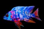 Malawi Cichliden: Aulonocara multicolor, Dieren en Toebehoren, Vissen | Aquariumvissen, Vis, Zoetwatervis
