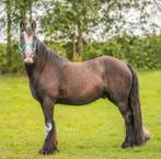 Lieve Tinkerpony Harry te koop, Dieren en Toebehoren, Pony's, B, Ruin, Ontwormd, 11 jaar of ouder