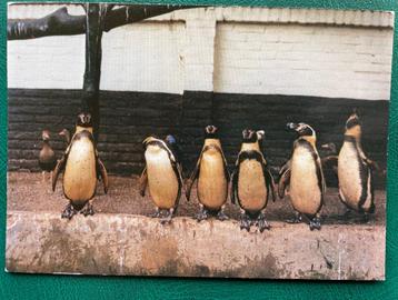 ansichtkaart van Eindhoven, Animali, Vogel en Apenpark. beschikbaar voor biedingen