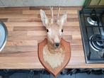 Opgezette ree taxidermie, Verzamelen, Dierenverzamelingen, Ophalen of Verzenden, Zo goed als nieuw, Hert, Opgezet dier