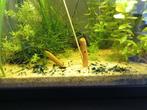 HighGrade Neocaridina Blue Dream garnalen, Zoetwatervis, Kreeft, Krab of Garnaal