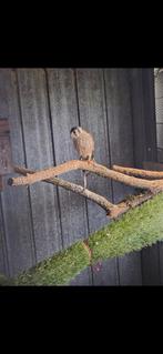 Amerikaanse torenvalk wijf, Ophalen of Verzenden, Nieuw