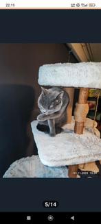 British shorthair, Ophalen of Verzenden, Krabpaal