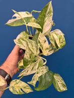 Epipremnum pinnatum Marble Variegata p12 (6), Ophalen of Verzenden, Halfschaduw, Minder dan 100 cm