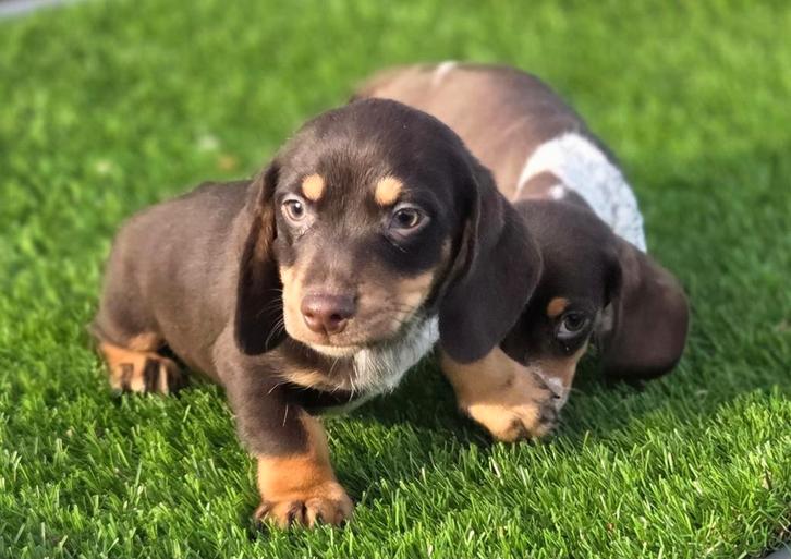 Te koop Dwerg Teckel pups (tekkel), Dieren en Toebehoren, Honden | Teckels en Dashonden, Meerdere dieren, Korthaar, Dwerg, Fokker | Professioneel